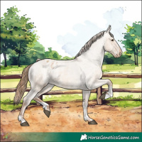 Horse Color:Red Dun Appaloosa  and Red Dun Appaloosa 