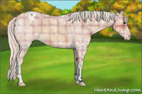 Horse Color:Watercolor Plaid  Silver Bay Ice Roan Appaloosa 