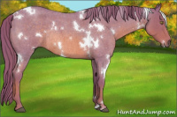 Horse Color:Watercolor White Spotted Red Roan Rabicano