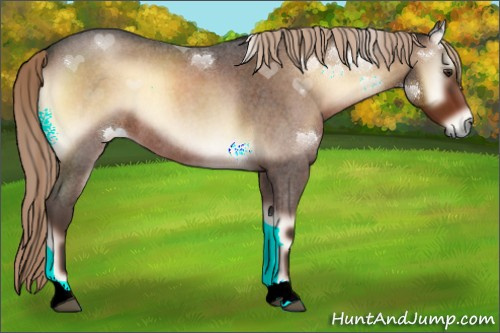 Horse Color:Liver Red Onyx Roan 