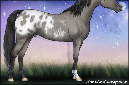 Horse Color:Grullo Roan Appaloosa 