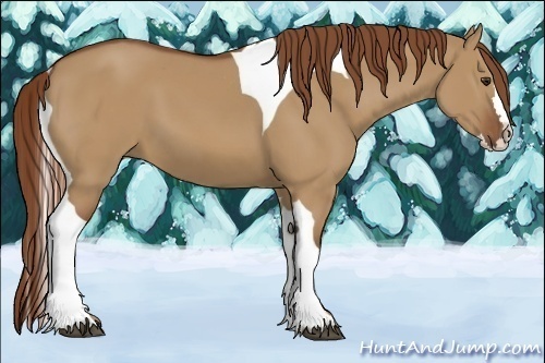 Horse Color:Unknown 