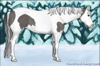 Horse Color:Grullo Splash Tobiano