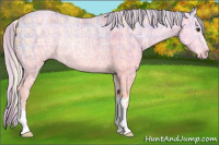 Horse Color:Plaid  Silver Bay Ice Rabicano 