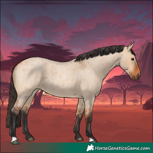 Horse Color:Bay Roan Dun 