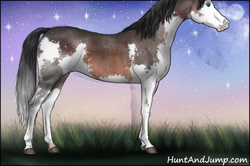 Horse Color:Brown Roan Splash 