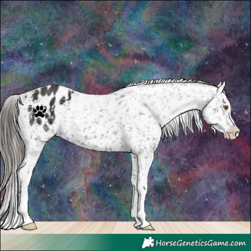 Horse Color:Smoky Black Appaloosa 