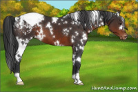 Horse Color:White Spotted Brown Varnish