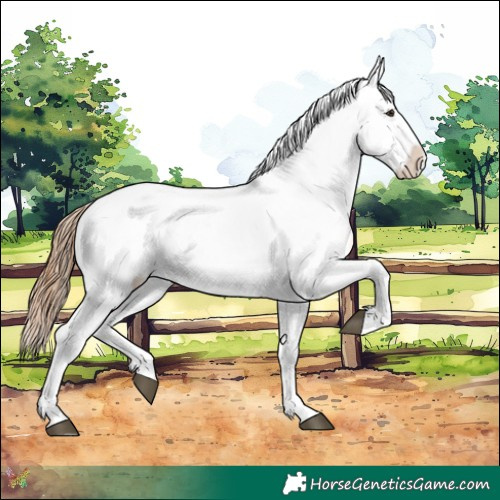 Horse Color:Red Dun Appaloosa  and Red Dun Splash Appaloosa 