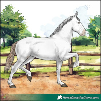 Horse Color:Red Dun Appaloosa and Red Dun Splash Appaloosa