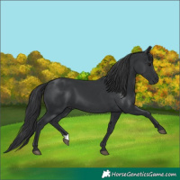 Horse Color:Black 