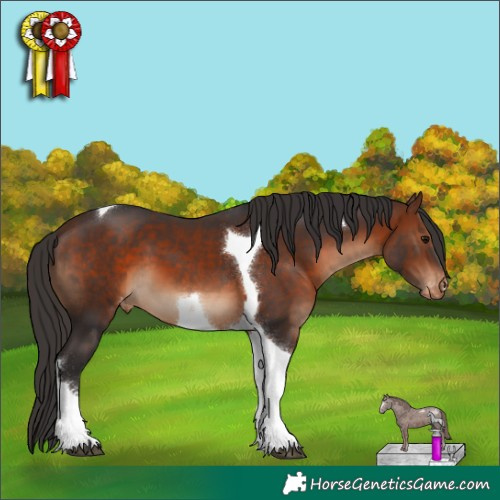 Horse Color:Bay Tobiano Appaloosa 