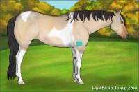 Horse Color:Brown Dun Tobiano 