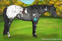 Horse Color:White Spotted Black Sabino Appaloosa 