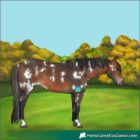 Horse Color:White Spotted Bay 