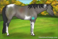Horse Color:Grullo Tobiano 