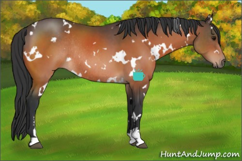 Horse Color:White Spotted Bay Sabino Rabicano 
