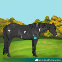 Horse Color:White Spotted Black 