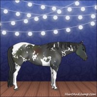 Horse Color:White Spotted Black Tobiano Rabicano 