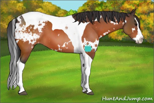 Horse Color:White Spotted Bay Splash Tobiano Appaloosa 