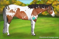Horse Color:White Spotted Bay Splash Tobiano Appaloosa 