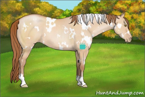 Horse Color:White Spotted Buckskin Pearl Dun