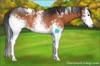 Horse Color:White Spotted Brown Rabicano 