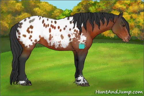 Horse Color:Brown Sabino Appaloosa 