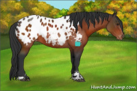 Horse Color:Brown Sabino Appaloosa 