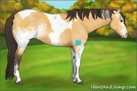 Horse Color:White Spotted Buckskin Dun Tobiano 