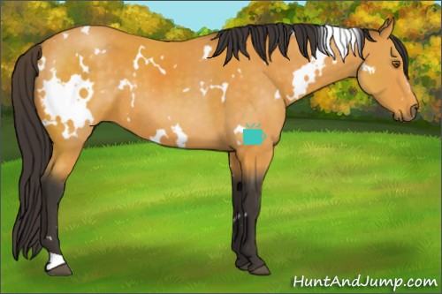 Horse Color:White Spotted Buckskin 
