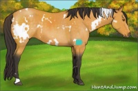 Horse Color:White Spotted Buckskin 