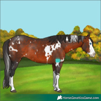 Horse Color:White Spotted Brown Sabino Splash Rabicano 