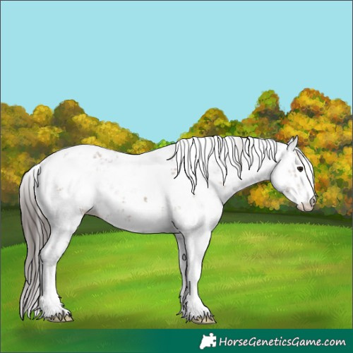 Horse Color:Classic Champagne Sabino 