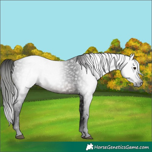 Horse Color:Gray White Spotted Brown 
