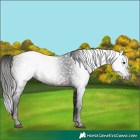 Horse Color:Gray White Spotted Brown 