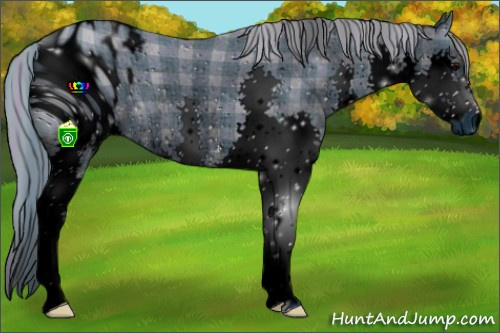 Horse Color:ERROR: UNKNOWN ANOMALY