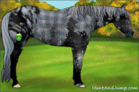 Horse Color:ERROR: UNKNOWN ANOMALY