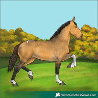 Horse Color:Buckskin Tobiano 