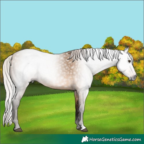 Horse Color:Gray Silver Bay Dun 