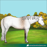 Horse Color:Gray Silver Bay Dun 