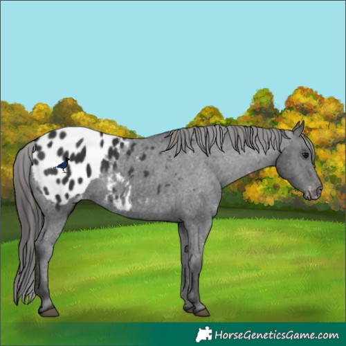 Horse Color:Black Appaloosa 