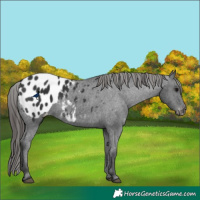 Horse Color:Black Appaloosa 