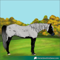 Horse Color:ERROR: UNKNOWN ANOMALY