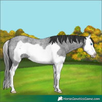 Horse Color:Blue Roan Splash Frame 