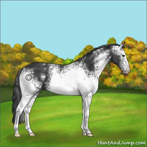 Horse Color:White Spotted Black 