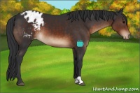 Horse Color:Brown Appaloosa 