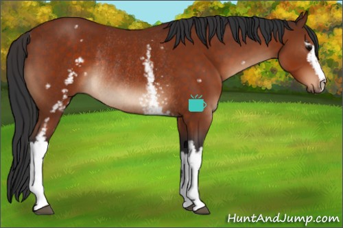 Horse Color:White Spotted Bay Rabicano 