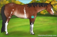 Horse Color:White Spotted Bay Rabicano 