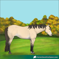 Horse Color:Buckskin Dun Splash